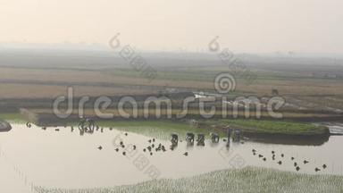 农民在田里种水稻。 水稻种植是越南农村人口的悠久传统